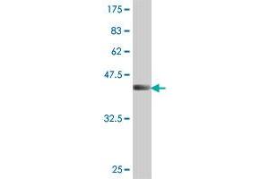 Western Blot detection against Immunogen (45.