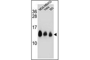 Western blot analysis of NDUFC2 Antibody (C-term) in MDA-MB453,Hela,293 cell line lysates (35ug/lane).