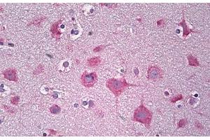 Anti-PARD3 antibody IHC staining of human brain, cortex neurons. (PARD3 anticorps  (AA 1141-1190))