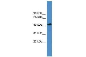 Western Blot showing SERPINB13 antibody used at a concentration of 1-2 ug/ml to detect its target protein. (SERPINB13 anticorps  (Middle Region))
