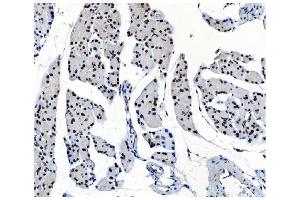 IHC analysis of OGT using anti-OGT antibody (ABIN3043893). (OGT anticorps  (C-Term))