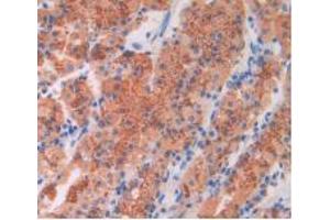 IHC-P analysis of Human Stomach Tissue, with DAB staining. (BNP anticorps)