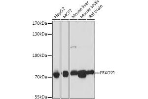 Western blot analysis of extracts of various cell lines, using FBXO21 antibody (ABIN7267085) at 1:1000 dilution. (FBXO21 anticorps  (AA 440-621))