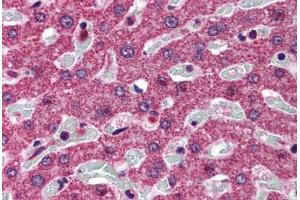 Human Liver (formalin-fixed, paraffin-embedded) stained with SRD5A1 antibody ABIN297922 at 2. (SRD5A1 anticorps  (AA 2-13))
