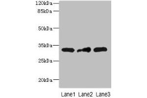 Western blot All lanes: MRPS2 antibody at 2. (MRPS2 anticorps  (AA 1-296))