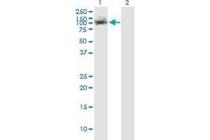 Western Blot analysis of TRIM28 expression in transfected 293T cell line by TRIM28 monoclonal antibody (M02), clone 1D11. (KAP1 anticorps  (AA 379-524))