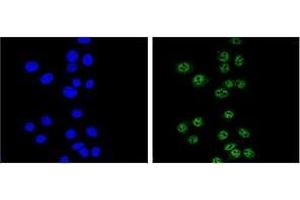 Confocal immunofluorescent analysis of Nibrin Antibody (C-term) Cat.
