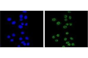 Confocal immunofluorescent analysis of Nibrin Antibody (C-term) Cat. (Nibrin anticorps  (C-Term))