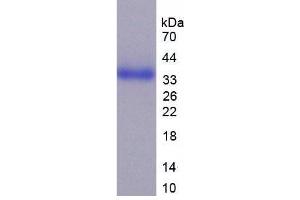 SDS-PAGE analysis of Human CD24 Protein. (CD24 Protéine)