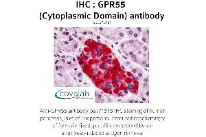 Image no. 1 for anti-G Protein-Coupled Receptor 55 (GPR55) (3rd Cytoplasmic Domain) antibody (ABIN1735122) (GPR55 anticorps  (3rd Cytoplasmic Domain))