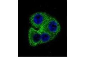 Confocal immunofluorescent analysis of OPN-a/b Antibody (N-term)Cat.