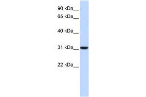 WB Suggested Anti-CA8 Antibody Titration:  0. (CA8 anticorps  (Middle Region))