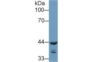 Detection of REV1 in Human A549 cell lysate using Polyclonal Antibody to REV1 Homolog (REV1) (REV1 anticorps  (AA 301-478))