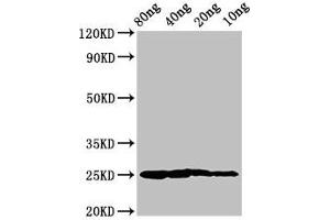 anti-Vertebrate Ancient Opsin (AA 1-75) antibody