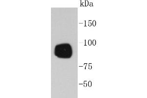 A431 cell lysates probed with RSK1(S380) (7A12) Monoclonal Antibody  at 1:1000 overnight at 4˚C. (RPS6KA1 anticorps  (pSer380))