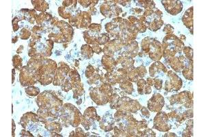 Formalin-fixed, paraffin-embedded human pancreas stained with Cytochrome C antibody (SPM389). (Cytochrome C anticorps  (AA 93-104))