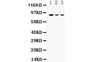 Anti- Ataxin 1 Picoband antibody, Western blotting All lanes: Anti Ataxin 1  at 0. (Ataxin 1 anticorps  (C-Term))