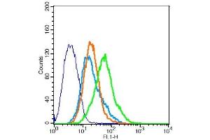 293FT cells probed with Rabbit Anti-CCR10 Polyclonal Antibody, Unconjugated  at 1:20 for 30 minutes followed by incubation with a conjugated secondary -FITC) (green) for 30 minutes compared to control cells (blue), secondary only (light blue) and isotype control (orange).