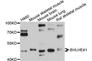 Western blot analysis of extracts of various cell lines, using BHLHE41 antibody (ABIN4903050) at 1:1000 dilution. (BHLHE41 anticorps)