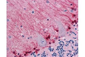 Anti-GYG1 / Glycogenin 1 antibody IHC of human brain, cerebellum. (Glycogenin 1 anticorps  (AA 1-74))