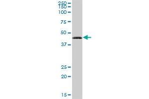 RAB3IL1 MaxPab polyclonal antibody.