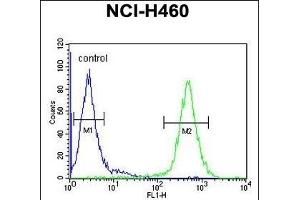 ACD10 Antibody (Center) (ABIN654760 and ABIN2844444) flow cytometric analysis of NCI- cells (right histogram) compared to a negative control cell (left histogram). (ACAD10 anticorps  (AA 393-421))
