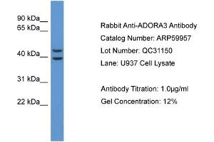 Western Blotting (WB) image for anti-Adenosine A3 Receptor (ADORA3) (C-Term) antibody (ABIN2788279) (Adenosine A3 Receptor anticorps  (C-Term))