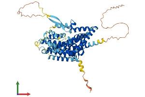 AlphaFold protein structure predicition of Mouse Recombinant Slc1a1 Protein, UniprotID P51906