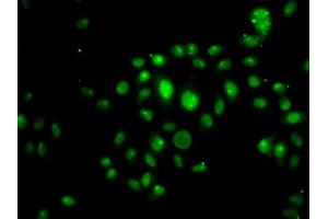 Immunofluorescence analysis of U2OS cells using HOXB7 antibody (ABIN5974166). (HOXB7 anticorps)