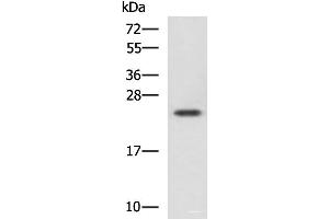 Western blot analysis of Jurkat cell lysate using CBX5 Polyclonal Antibody at dilution of 1:1100 (CBX5 anticorps)