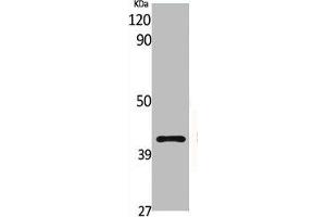 Western Blot analysis of various cells using G2A Polyclonal Antibody (G Protein-Coupled Receptor 132 anticorps  (C-Term))