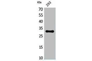 Western Blot analysis of 293 cells using CGREF1 Polyclonal Antibody. (CGREF1 anticorps  (N-Term))