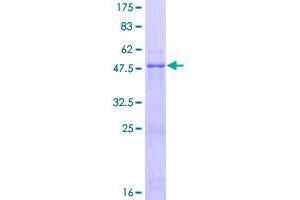 Image no. 1 for Baculoviral IAP Repeat-Containing 8 (BIRC8) (AA 1-236) protein (GST tag) (ABIN1346700)