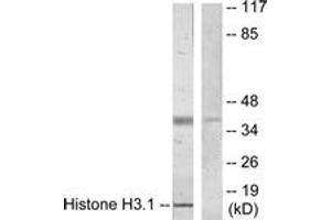 Western blot analysis of extracts from COLO205 cells, using Histone H3. (Histone H3.1 anticorps  (AA 1-50))