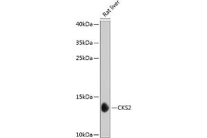 Western blot analysis of extracts of rat liver, using CKS2 antibody (ABIN1679248, ABIN5664444, ABIN5664446 and ABIN6220361) at 1:1000 dilution.