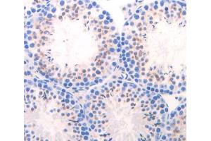 IHC-P analysis of Mouse Tissue, with DAB staining. (CELA1 anticorps  (AA 44-259))