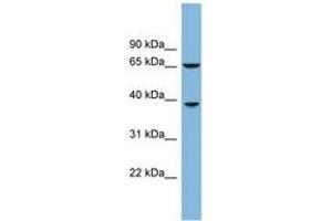 Image no. 1 for anti-Clavesin 1 (CLVS1) (AA 107-156) antibody (ABIN6742042) (Clavesin 1 anticorps  (AA 107-156))