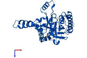 AlphaFold protein structure predicition of Human Recombinant AWAT1 Protein, UniprotID Q58HT5
