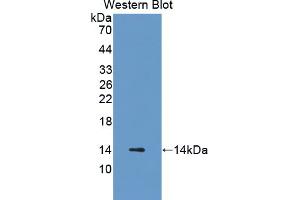 Figure. (CRIP1 anticorps  (AA 2-77))