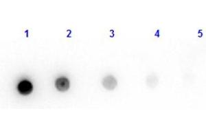 Dot Blot results of Goat Fab Anti-Mouse IgG Antibody. (Chèvre anti-Souris IgG (Heavy & Light Chain) Anticorps - Preadsorbed)