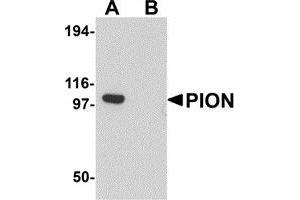 Western blot analysis of PION in EL4 cell lysate with PION antibody at 0. (GSAP anticorps  (C-Term))