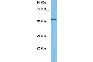 Host:  Mouse  Target Name:  CHRNB2  Sample Tissue:  Mouse Testis  Antibody Dilution:  1ug/ml (CHRNB2 anticorps  (N-Term))