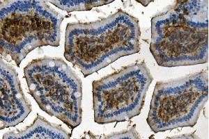 IHC analysis of RENT1/hUPF1 using anti-RENT1/hUPF1 antibody (ABIN7602979).