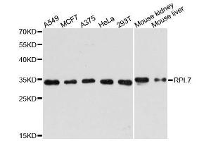 Western blot analysis of extracts of various cell lines, using RPL7 antibody. (RPL7 anticorps  (AA 1-248))