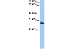WB Suggested Anti-PSMA6 Antibody Titration:  0. (PSMA6 anticorps  (N-Term))