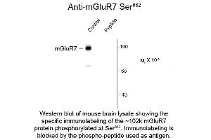 Western blot of Anti-mGluR7 pS862 (Rabbit) Antibody - 600-401-D78 Western Blot of Rabbit Anti-Metabotropic glutamate receptors (mGluR) 7 pS862 antibody. (GRM7 anticorps  (pSer862))