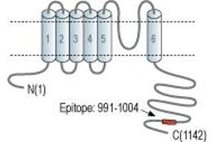 anti-Potassium Channel, Subfamily T, Member 2 (KCNT2) (AA 991-1004), (C-Term), (Intracellular) antibody