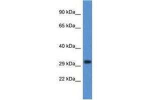 Image no. 1 for anti-Deoxyribonuclease I-Like 3 (DNASE1L3) (C-Term) antibody (ABIN6747455) (DNASE1L3 anticorps  (C-Term))