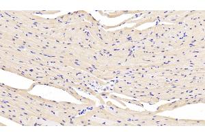 Detection of LDHB in Mouse Cardiac Muscle Tissue using Polyclonal Antibody to Lactate Dehydrogenase B (LDHB)