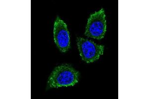 Confocal iunofluorescent analysis of P12 Antibody (C-term) (ABIN390136 and ABIN2840640) with 293 cell followed by Alexa Fluor® 488-conjugated goat anti-rabbit lgG (green). (MMP12 anticorps  (C-Term))